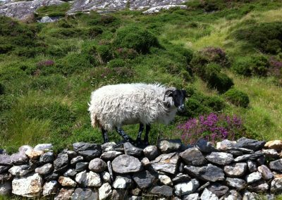 Hiking Ireland Sheep