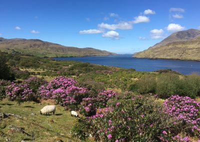 Wild Atlantic Way picture perfect Killary Harbour